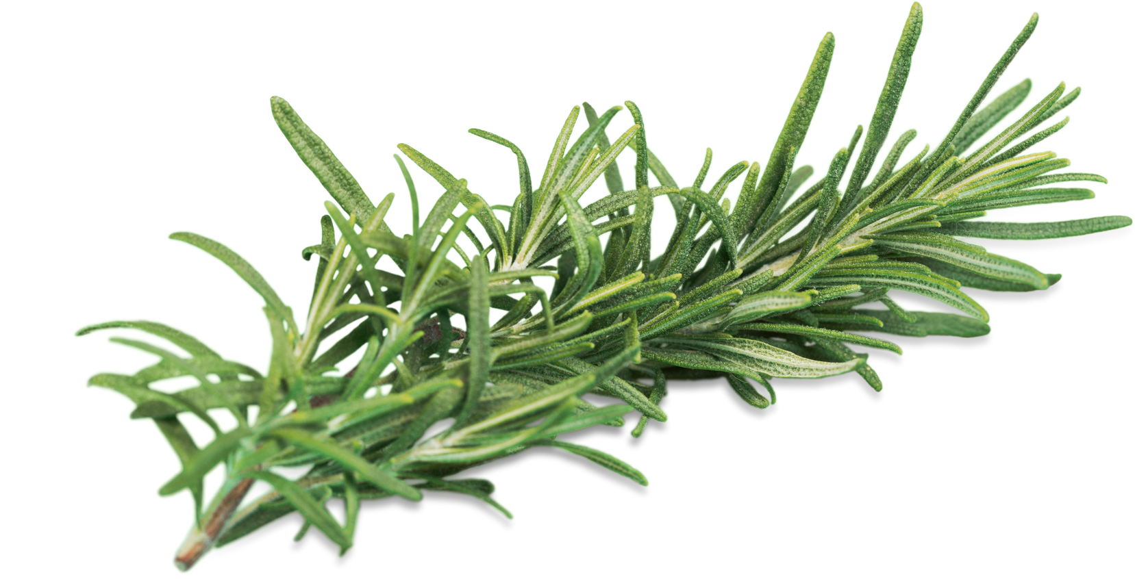 Rosemary Herb Sprig Isolated