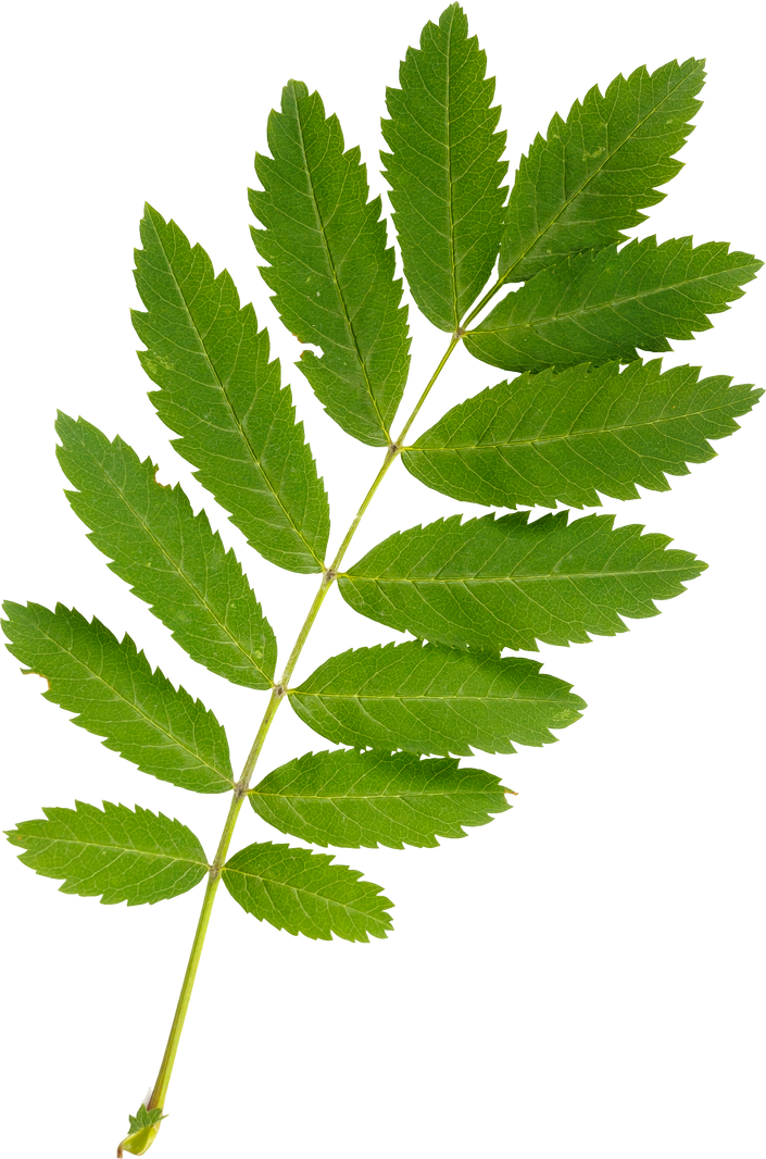Rowan Tree Leaf